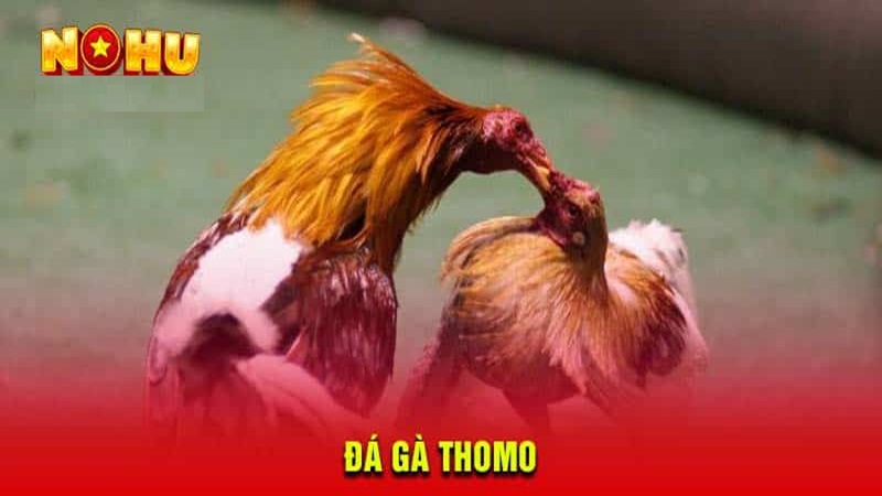 đá gà Thomo trực tuyến