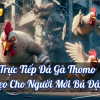 Trực Tiếp Đá Gà Thomo – Mẹo Cho Người Mới Bú Đậm