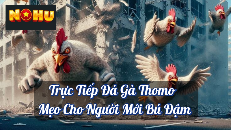 Trực Tiếp Đá Gà Thomo - Mẹo Cho Người Mới Bú Đậm