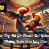 Trực Tiếp Đá Gà Thomo Tại Nohu90 – Những Trận Đấu Gay Cấn